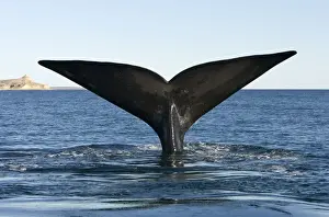 Southern Right Whale - tail flukes Valdes Peninsula, Province Chubut, Patagonia, Argentina