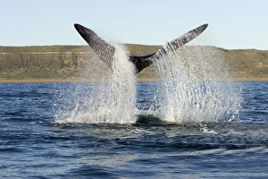 Southern Right WHALE - tail out of water
