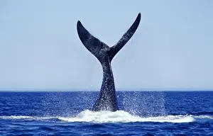 Southern Right Whale Tail lobbing Valdes Peninsula, Argentina