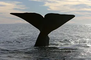 Right Whale Prints: Southern Right Whale - tail Off Puerto Piramide