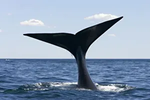 Southern Right Whale - tail Off Puerto Piramide, Valdes Peninsula, Chubut Province, Patagonia, Argentina