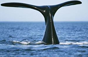 Southern Right Whale - tail flukes
