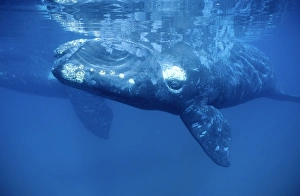 Southern Right Whale, swimming