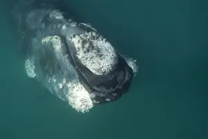 Cetaceans Prints: Southern Right Whale Valdes Peninsula, Province Chubut, Patagonia, Argentina