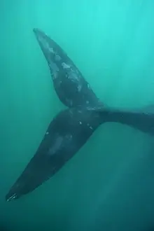 Southern Right Whale Valdes Peninsula, Province Chubut, Patagonia, Argentina