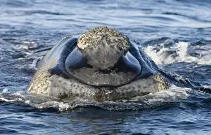 Right Whale Prints: Southern Right whale - front view of the head of a calf