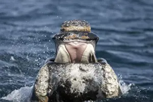 Southern Right whale - front view of the open mouth of a young right whale. It shows the pink-colored palate, and the baleens hanging down on each side from the top of the mouth
