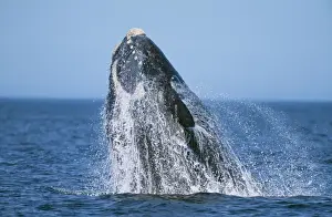 Barnacle Prints: Southern Right Whale WAT 6750 Eubalaena australis © M. Watson / ARDEA LONDON