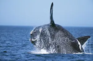 Southern Right Whale WAT 6756 Eubalaena australis © M. Watson / ARDEA LONDON
