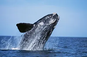 Breaching Prints: Southern Right Whale WAT 6756 Eubalaena australis © M. Watson / ARDEA LONDON
