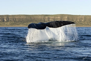 Southern Right Whale - the whale raises its tail and slams it down repeatedly on the surface of the sea Southern Right Whale - the whale raises its tail and slams it down repeatedly on the surface of the sea