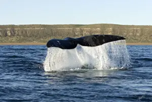 Right Whale Prints: Southern Right Whale - the whale raises its tail and slams it down repeatedly on the surface of the sea