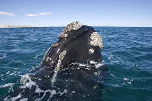 Southern Right whale - the whale is raising the forward part of its head above the surface, close to the boat