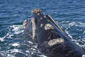 Southern Right Whale - Surfacing