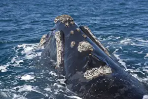Southern Right whale - the whale is raising the forward part of its head above the surface, close to the boat. Note blowholes (closed) and callosities. Off Puerto Piramide, Valdes Peninsula, Chubut Province, Patagonia, Argentina