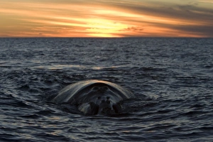 Southern Right Whale - Surfacing