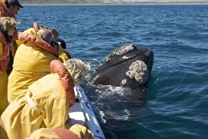 Southern Right Whale - sometimes a whale voluntarily