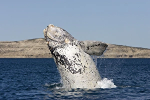 Southern Right whale - a white calf breaching