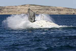 Southern Right whale - calf, breaching