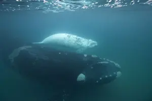 Southern Right Whale - white calf with mother Each season a few white calves are born in the population that breeds off the Valdes Peninsula. Similar youngsters are also born among the southern right whales that breed off Australia