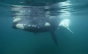 Southern Right Whale - white calf near mother. Each season a few white calves are born in the population that breeds off the Valdes Peninsula. Similar youngsters are also born among the southern right whales that breed off Australia