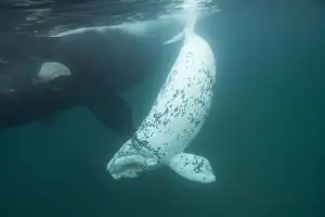 Southern Right Whale - white calf near mother Each season a few white calves are born in the population that breeds off the Valdes Peninsula. Similar youngsters are also born among the southern right whales that breed off Australia