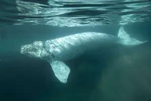 Southern Right Whale - white calf Each season a few white calves are born in the population that breeds off the Valdes Peninsula. Similar youngsters are also born among the southern right whales that breed off Australia