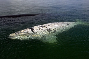 Grey Whale - Mother & calf