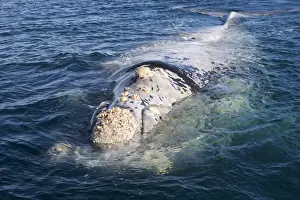 Right Whale Prints: Southern Right Whale - a white phase juvenile right whale