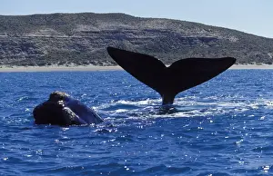 Cetaceans Prints: Southern Right Whales There are 2 whales on this photo