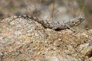 Images Dated 18th October 2005: Southern Rock Agama - Female basking on rock. Inhabits rocky outcrops in semi-desert to fynbos areas
