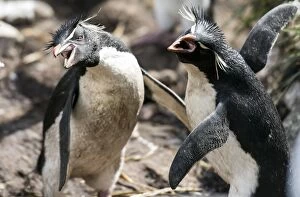 Southern Rockhopper Penguins adults squawking