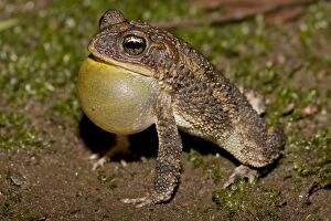 Images Dated 5th September 2011: Southern Roundgland Toad - male calling to attract females - Costa Rica