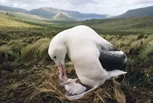 Southern Royal Albatross - adult feeding young chick in nest Campbell Island, New Zealand
