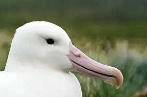 Southern Royal Albatross Campbell Island, New Zealand
