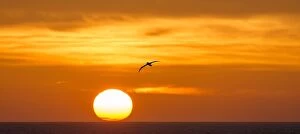 Southern Royal Albatross in flight at dawn sunrise