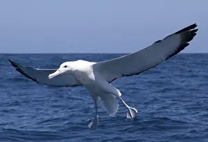 Albatrosses Prints: Southern Royal Albatross - in flight over sea - offshore from Kaikoura