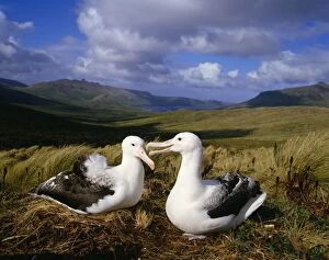 Images Dated 2nd July 2007: Southern Royal Albatross - pair at nest Campbell Island, New Zealand