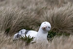 Southern Royal Albatross sitting on nest