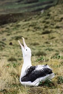 Southern Royal Albatross - skycalling