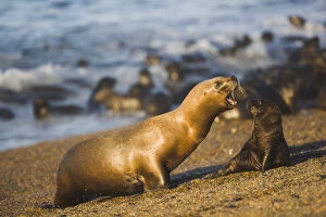 Images Dated 23rd April 2009: southern sea lion (Otaria byronia) colony