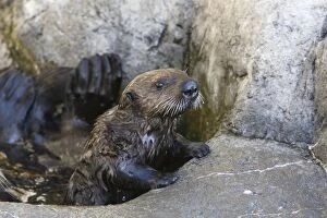 Images Dated 22nd March 2009: Southern sea otter
