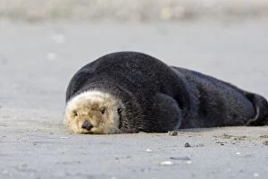 Southern Sea Otter - laying out on shore