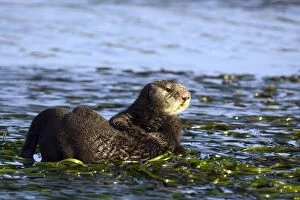 Images Dated 6th December 2010: Southern Sea Otter - Monterey Bay - CA