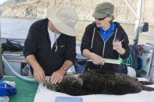 Images Dated 24th September 2010: Southern sea otter researcher Tim Tinker and assistant