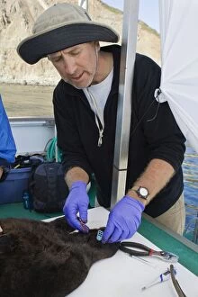 Images Dated 24th September 2010: Southern sea otter researcher Tim Tinker tagging