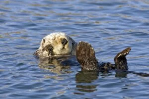 Images Dated 3rd April 2009: Southern Sea Otter - Sleeping -Monterey Bay - CA