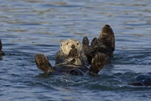 Images Dated 3rd April 2009: Southern Sea Otter - in water - Monterey Bay - CA - USA