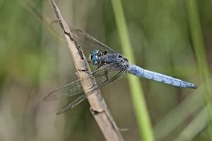 Images Dated 6th July 2012: Southern Skimmer