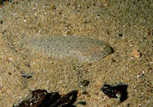 Sole Prints: Southern Sole, Aseraggodes haackeanus